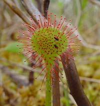 sundew